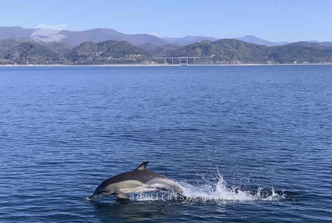 Дельфины в море на яхте